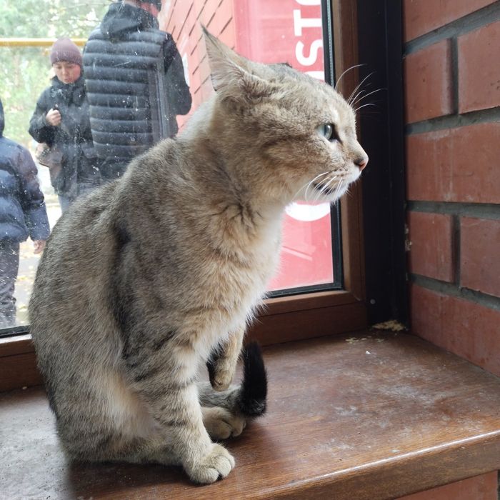 Кот  несчастный в добрые руки