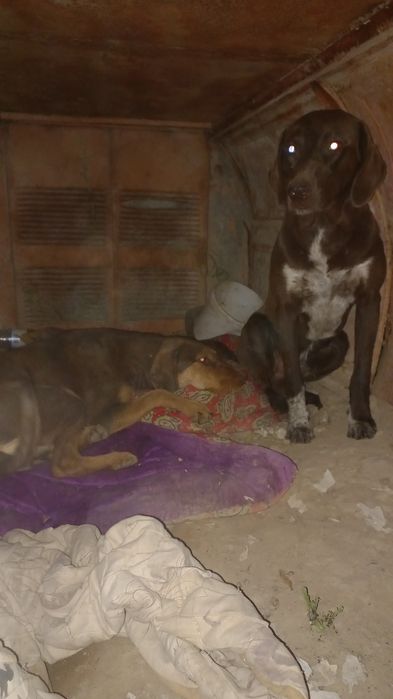 Срочно продается 2 собаки.