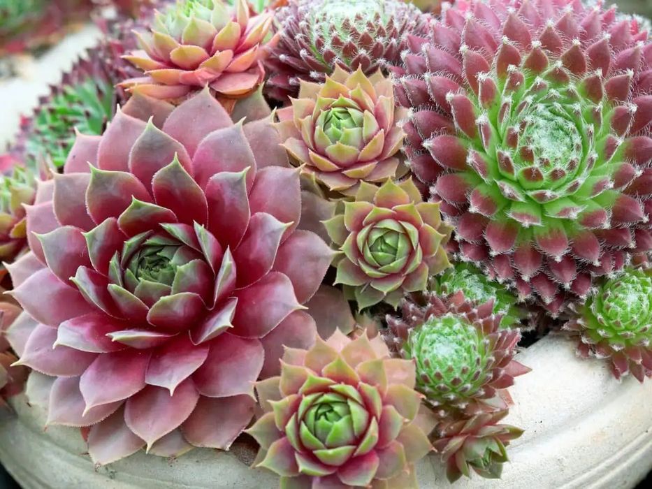 Каменная роза (молодило)