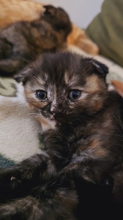 Котята кошечки папа британец