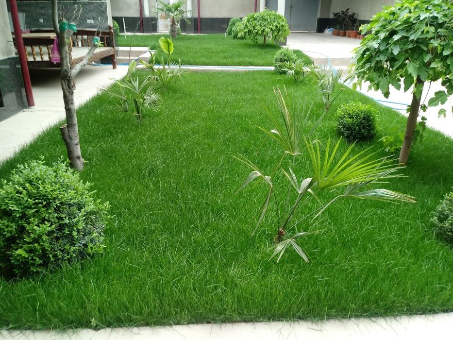 Gazon ekamiz sifati alo darajada