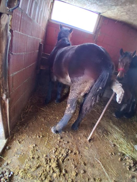 Vând manz de 8 luni