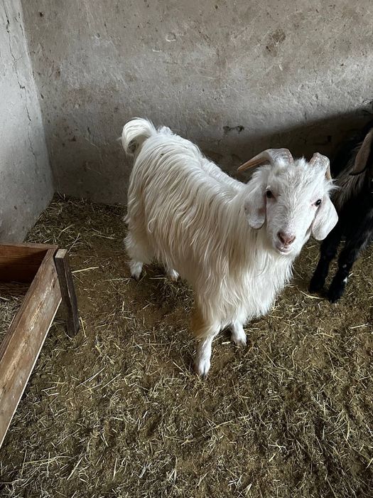 Такачала сотилади