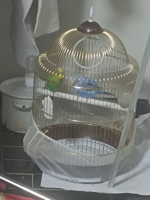 Продам 2 попугая