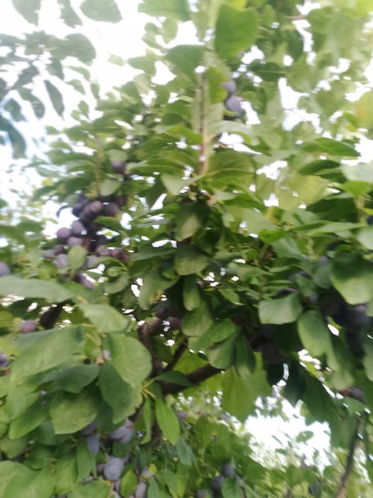 Vând prune centenar 5tone