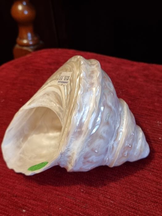 Scoica Turban Ondulata Gigant(Megastraea  Undosa),sidef natural polat