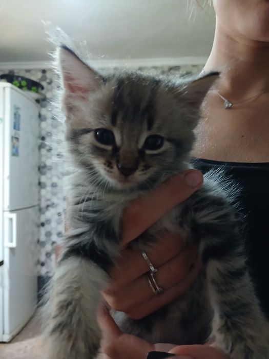 Продам котенка. Срочно