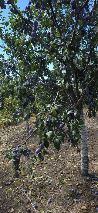 Prune Anaspath de vânzare