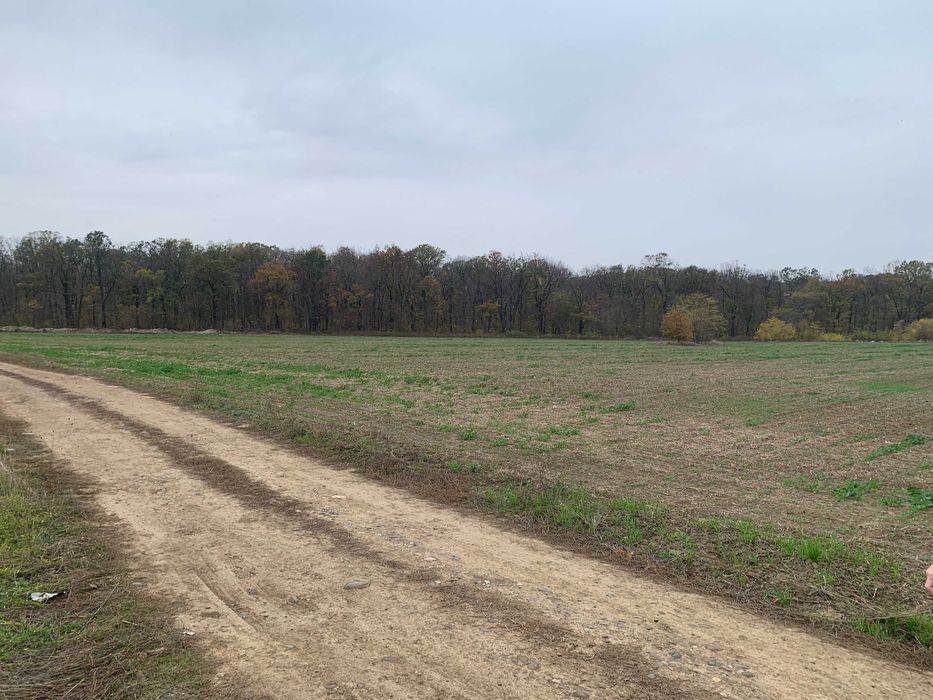 Teren de casa Sabareni linga padure 10 minute pina in Bucuresti