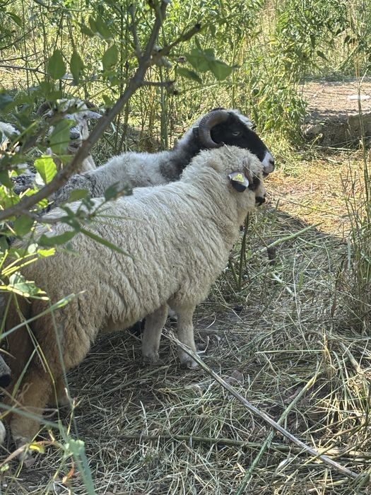 Berbecuti de vanzare