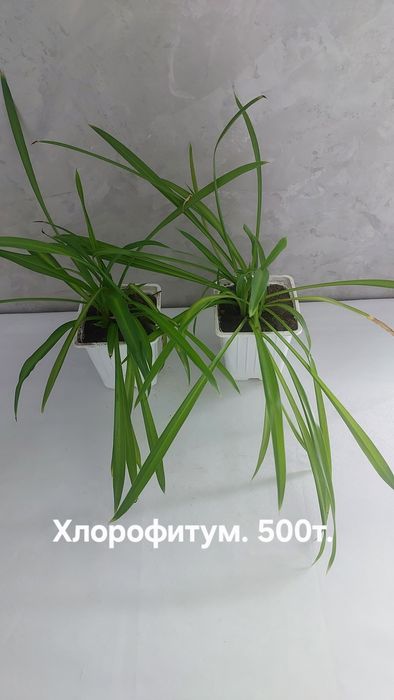 Комнатные растения.