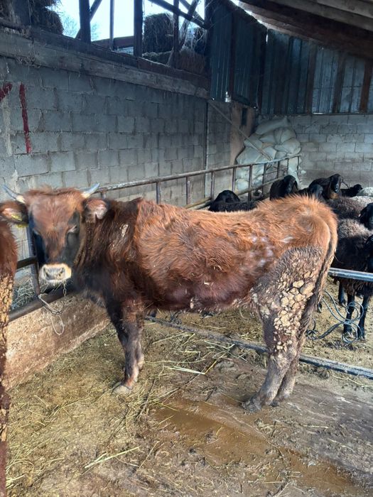 Продам 2 телки.