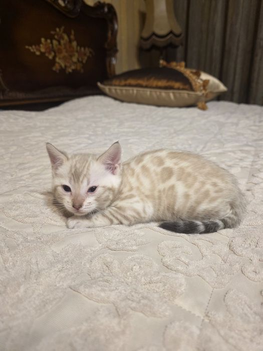 Бенгалски котета