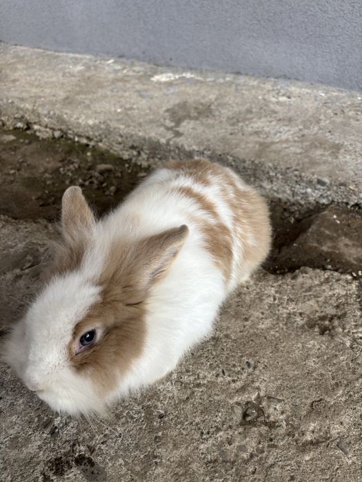 Vand iepuraș cap de leu