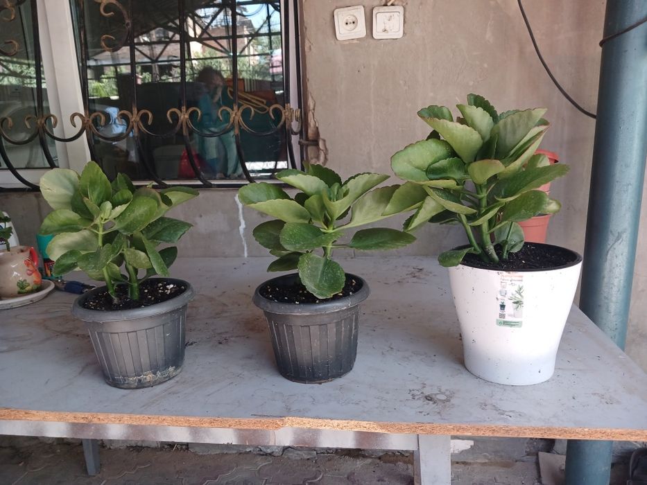 Хлорофитум. Декабрист. Каланхоэ