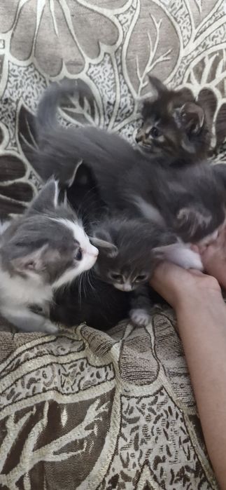 Котята в добрые руки