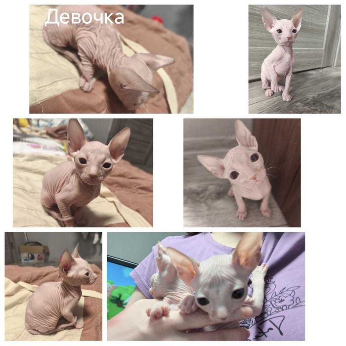 Девочка донского сфинкса