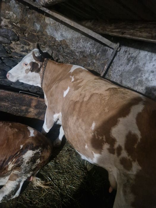 Vaca gestanta de vanzare