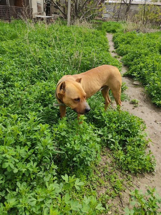 Чистокровный Питбуль мальчик