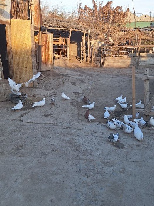 Голуби породистые