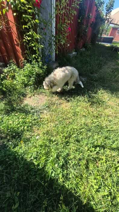 Donez cățelușă sterilizata pe nume Yuky!