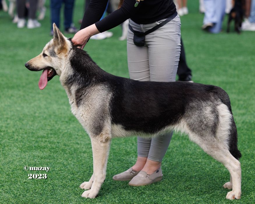 Резерв. Щенки ВЕО