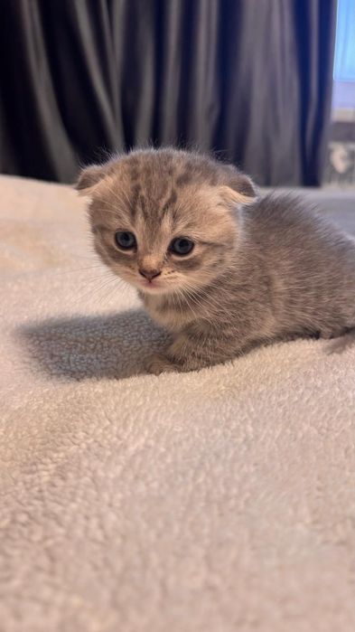 Вислоухая кошечка