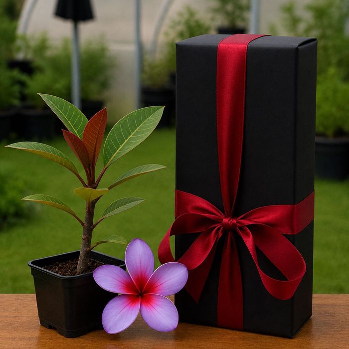 Plumeria Frangipani de 6/8 Luni,  1 An sau Matură