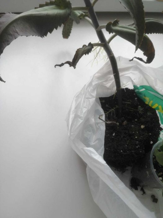 Каланхоэ лечебный