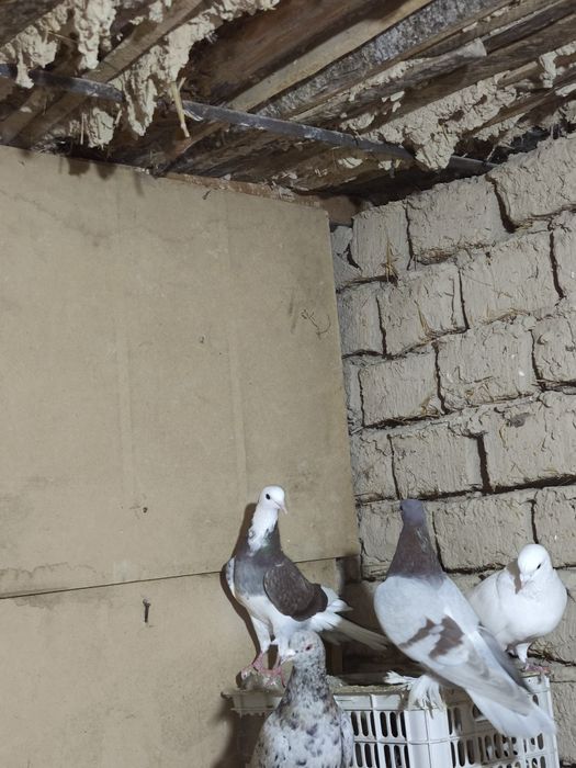 Шракахосты Ақ бас Сатылады