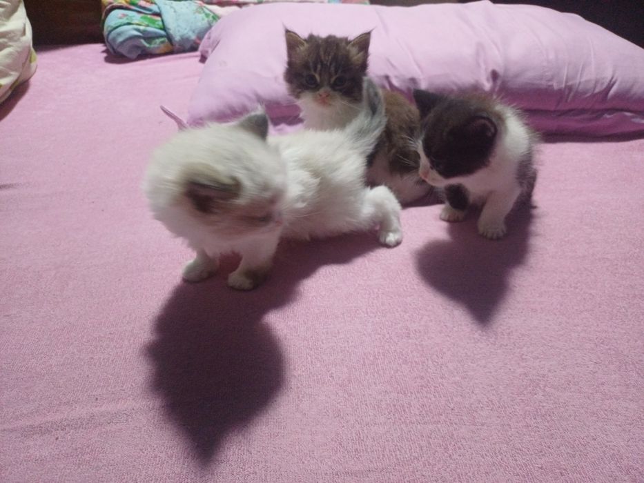 Котята ищут хозяев