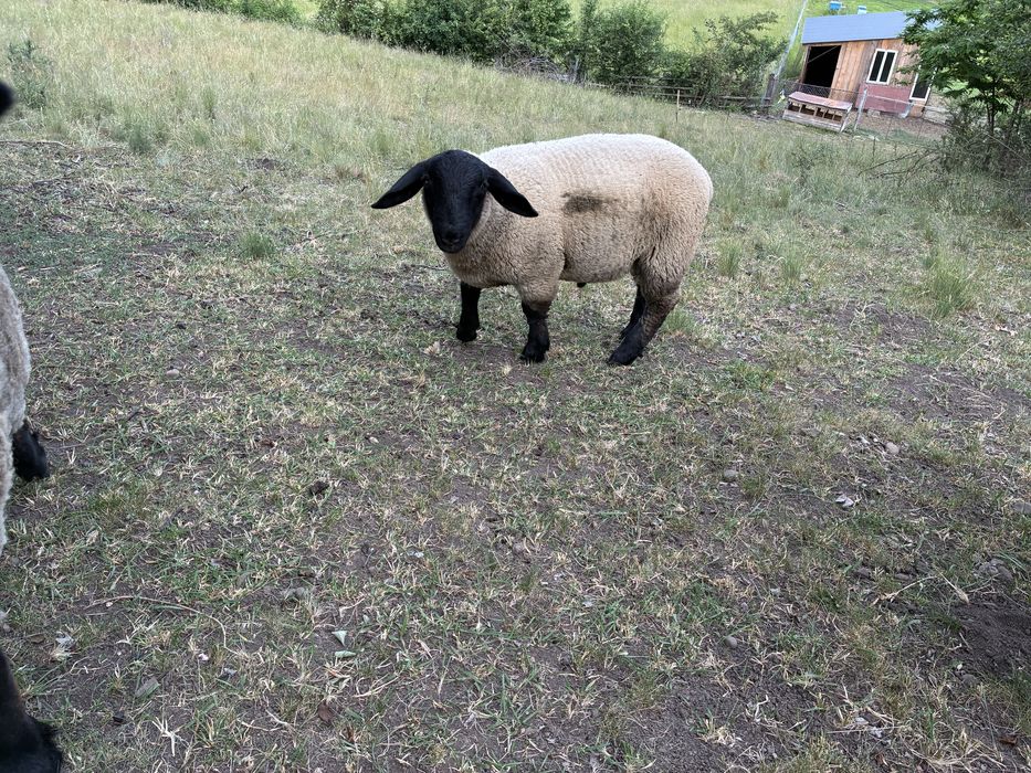 Disponibil berbec suffolk linie  Irlanda!
