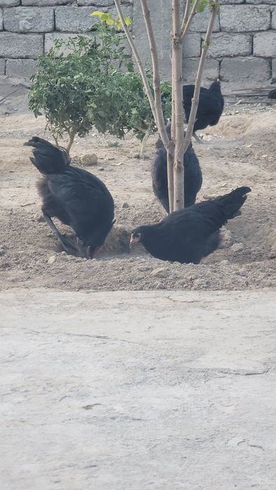 Кора товуклар.   Qora tovuqlar