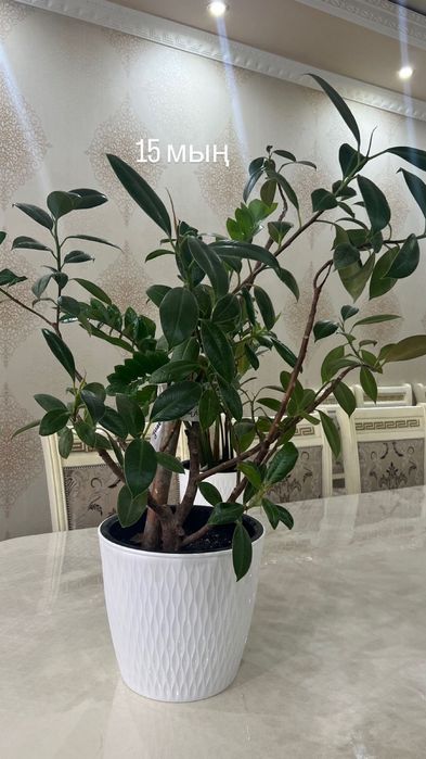 Уй гулдеры адемы гулдер