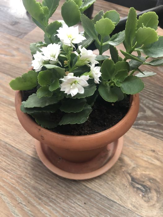 Комнатные цветы разные.