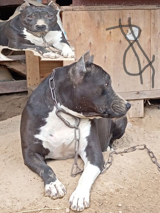 Zotdor otlar olish va olibetish