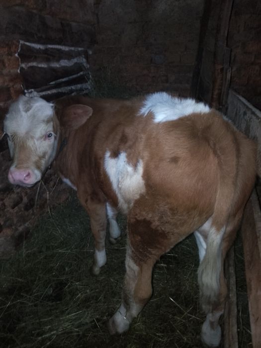 Vând mascul bălțastă două luni jumate