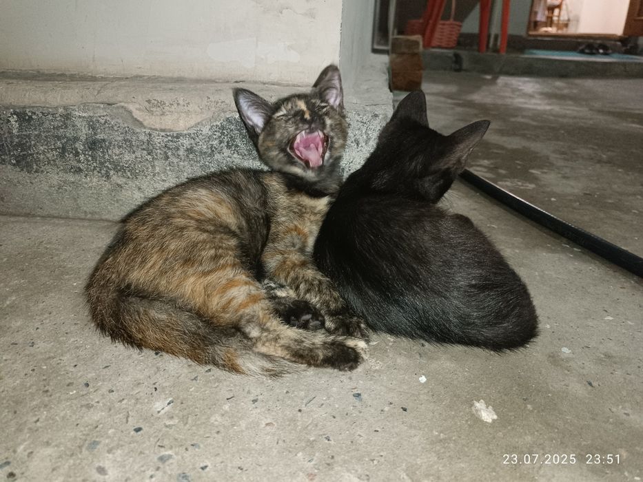 Черные Котята, бесплатно