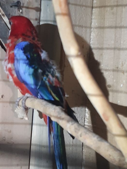 Продавам пойни папагали, финки и диамантени гугутки