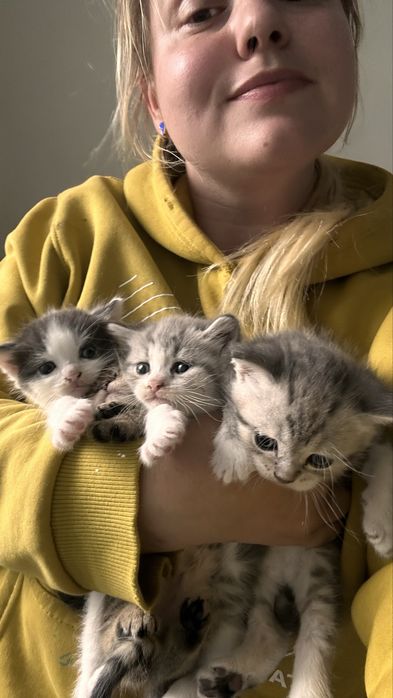 Котятки ищут дом