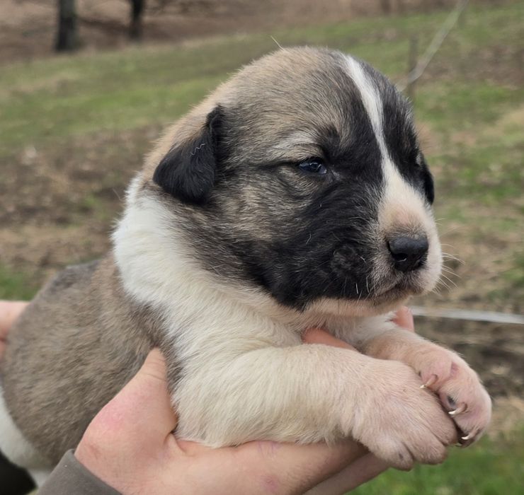 Ciobănesc de Asia Centrală