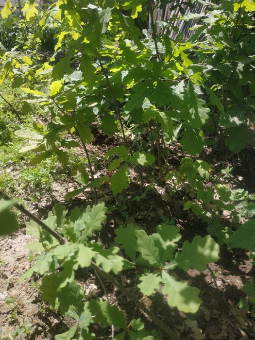 Продам саженцы дуба