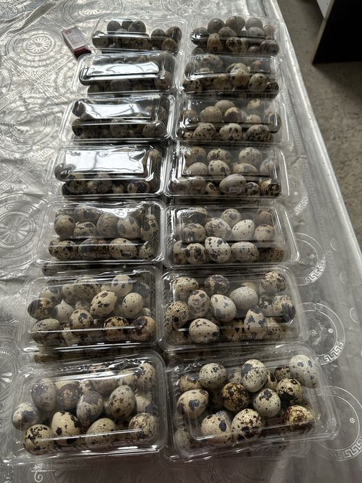 Бедана тухумлари. Свежий хар кун тугади