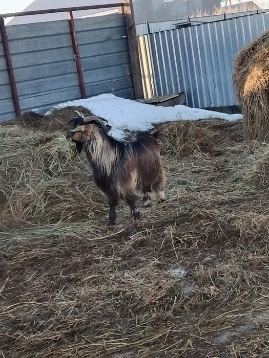 Піштірілген серке