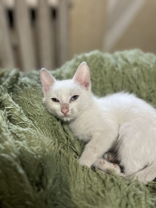 Котята в добрые  руки