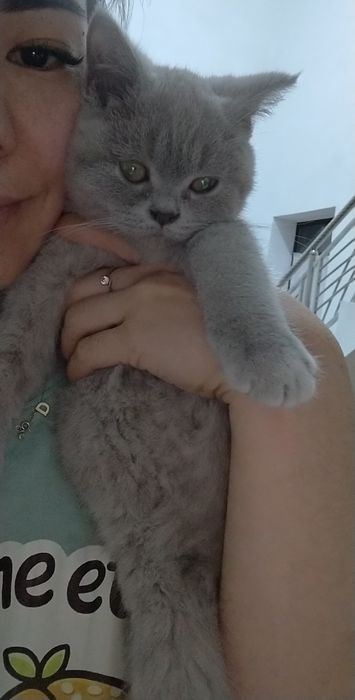 Продаются породистые британские котят