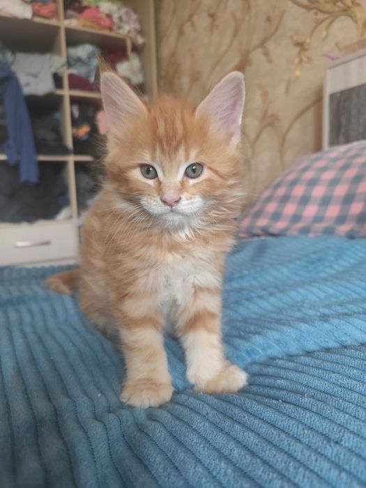 котятя породы Мейн кун