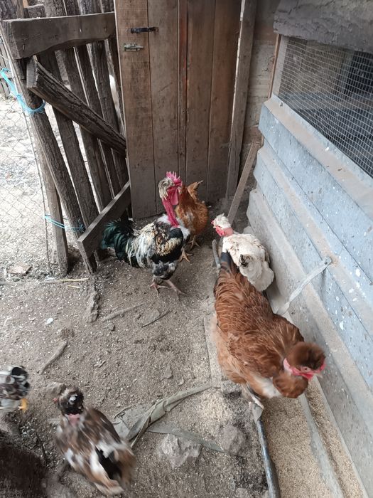 Пуешки яйца за разплод и от селски кокошки