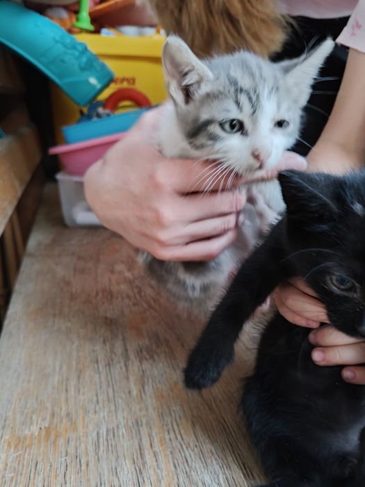 Pisoi spre adopție