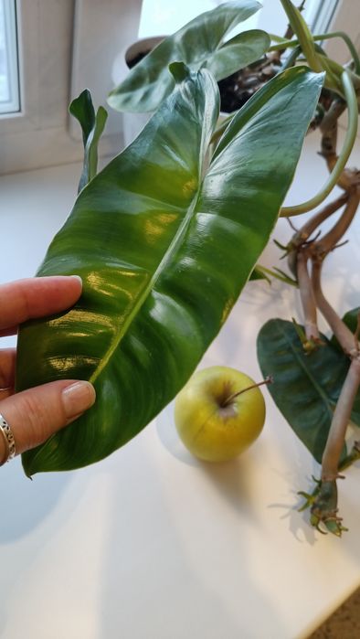 Филодендрон Бурле Макс